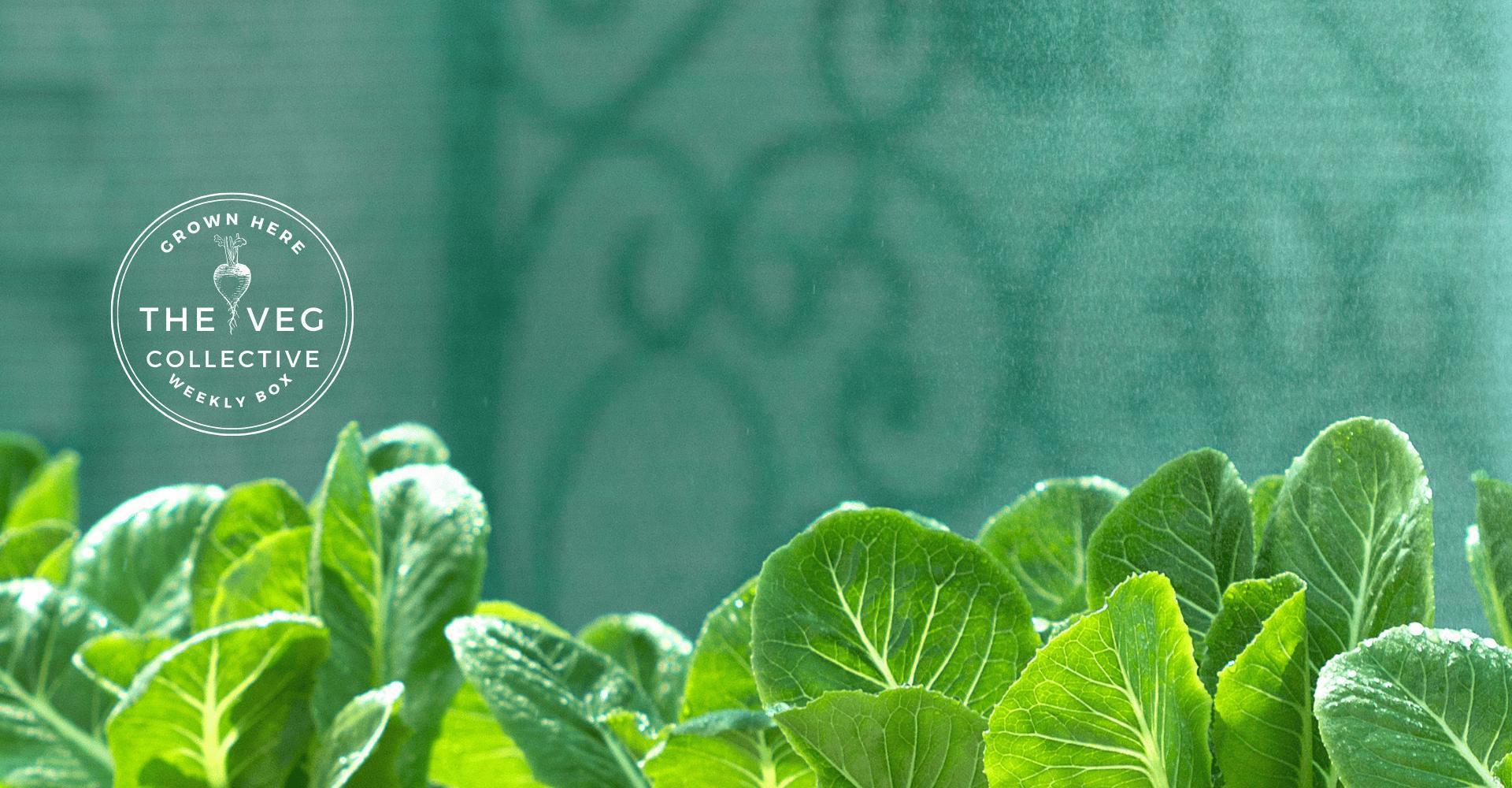 Weekly veg boxes